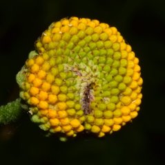 Verbesina lottiana