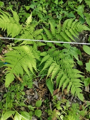 Dryopteris lacera
