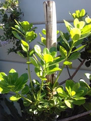 Pittosporum halophilum