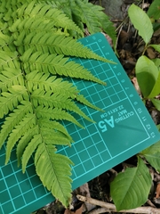 Dryopteris lacera