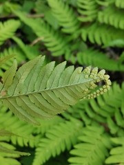 Dryopteris lacera