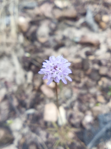Praxeliopsis