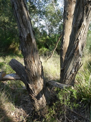 Eucalyptus ovata