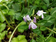 Orychophragmus violaceus