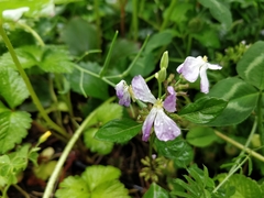 Orychophragmus violaceus