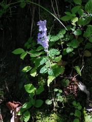 Scutellaria indica