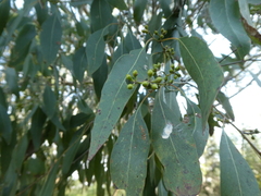 Eucalyptus ovata