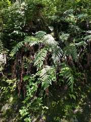 Woodwardia orientalis