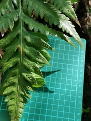 Woodwardia orientalis