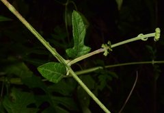 Verbesina lottiana