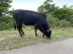 Bos