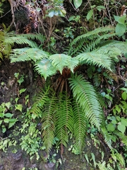 Polystichum polyblepharum