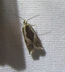 Ancylis sheppardana