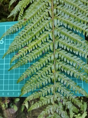 Polystichum polyblepharum
