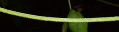 Verbesina lottiana