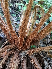Polystichum polyblepharum