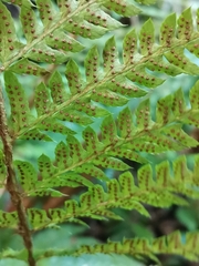 Polystichum polyblepharum