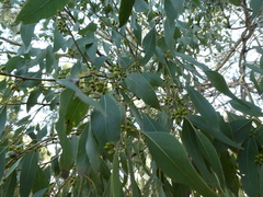 Eucalyptus ovata