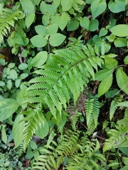 Leptogramma mollissima