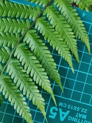 Leptogramma mollissima