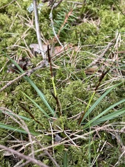 Carex digitata