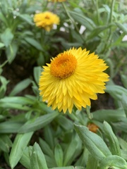 Asteroideae