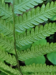 Leptogramma mollissima