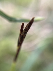Carex digitata