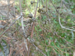 Eucalyptus ovata