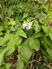 Allium ursinum