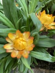 Asteroideae
