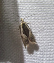 Ancylis sheppardana