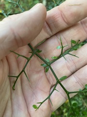 Everistia vacciniifolia nervosa