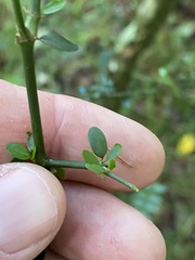 Everistia vacciniifolia nervosa