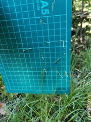 Poa acroleuca
