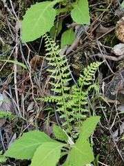 Asplenium incisum