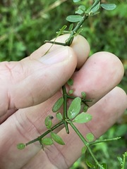 Everistia vacciniifolia nervosa