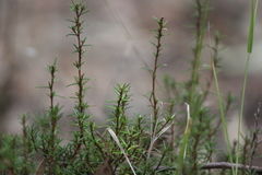 Hibbertia exutiacies