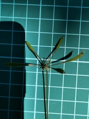 Osmorhiza aristata