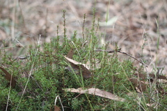 Hibbertia exutiacies
