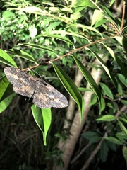 Anisoneura salebrosa