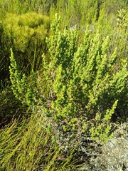 Cliffortia polygonifolia