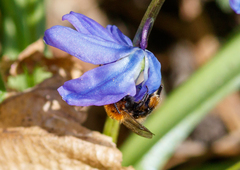 Andrena bicolor
