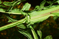 Verbesina lottiana