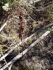 Rumex cordatus
