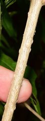 Verbesina lottiana