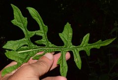 Verbesina lottiana