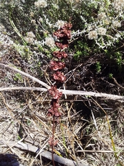 Rumex cordatus
