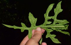 Verbesina lottiana