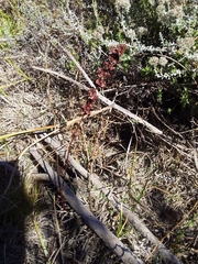 Rumex cordatus